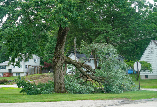 Trusted Sistersville, WV Tree Service Experts